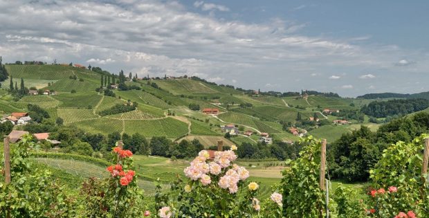 Pogled na vinograde s kmetije Jarc